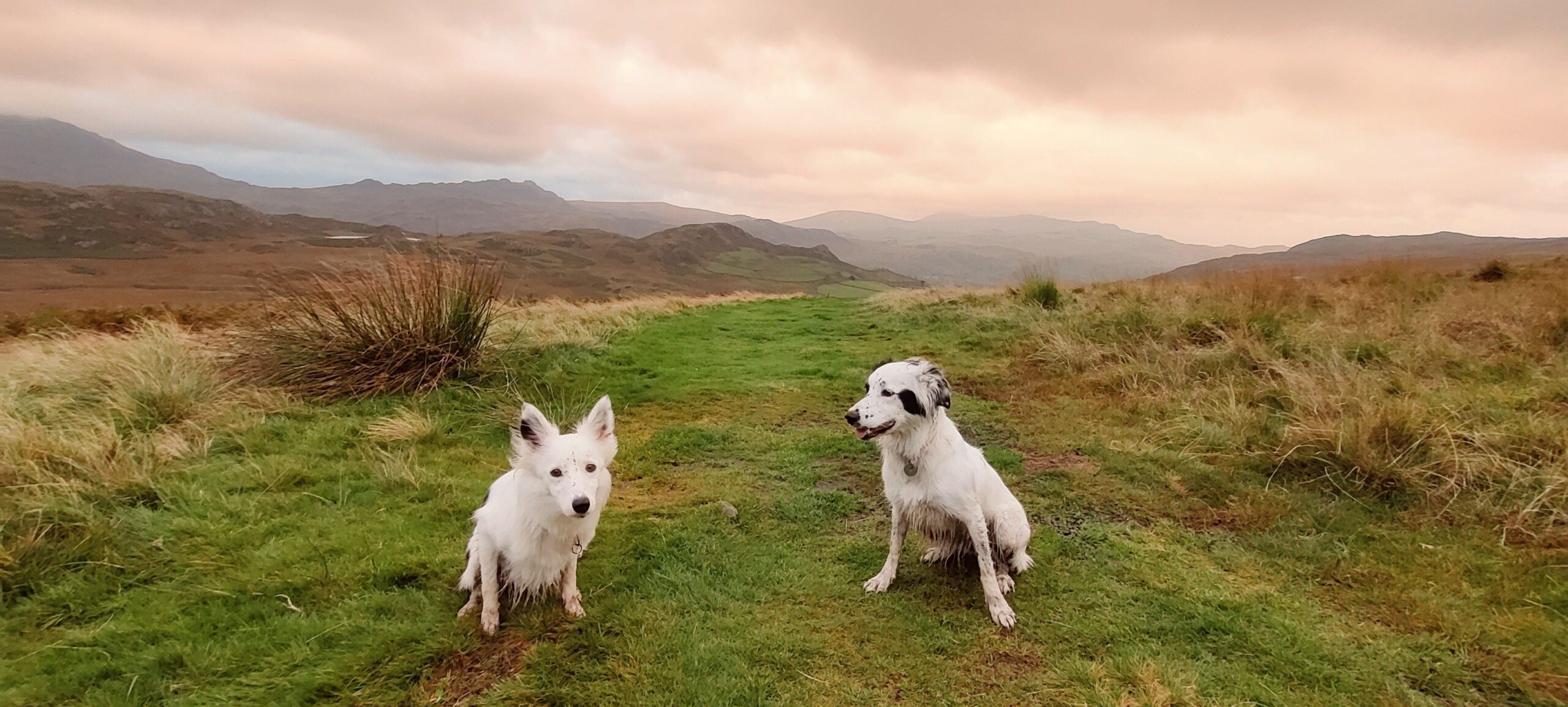 dogs on a mountain